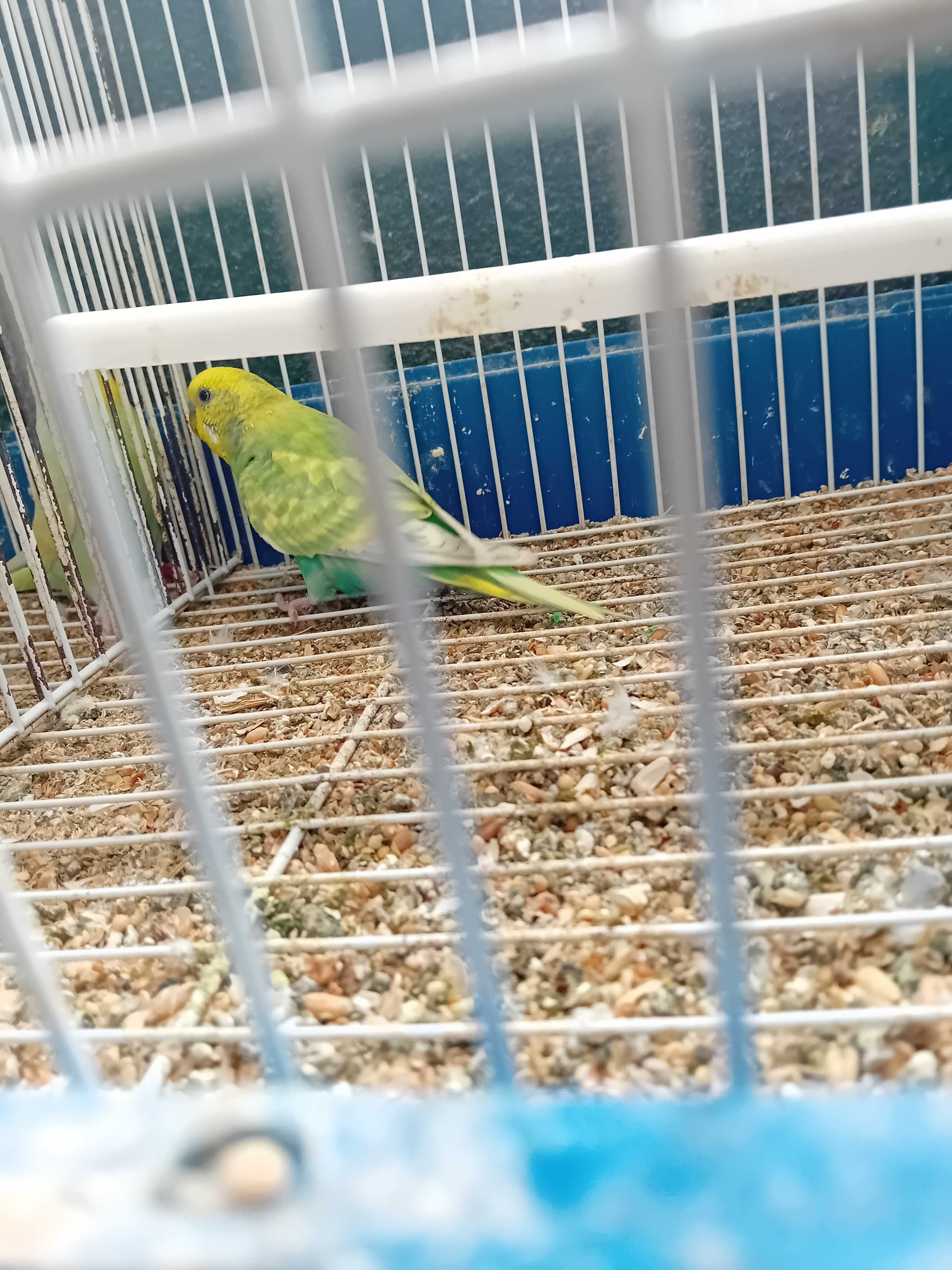 Aves de Bico Curvo (Ler Descrição)