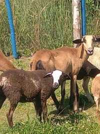 Barany Kameruny Owce