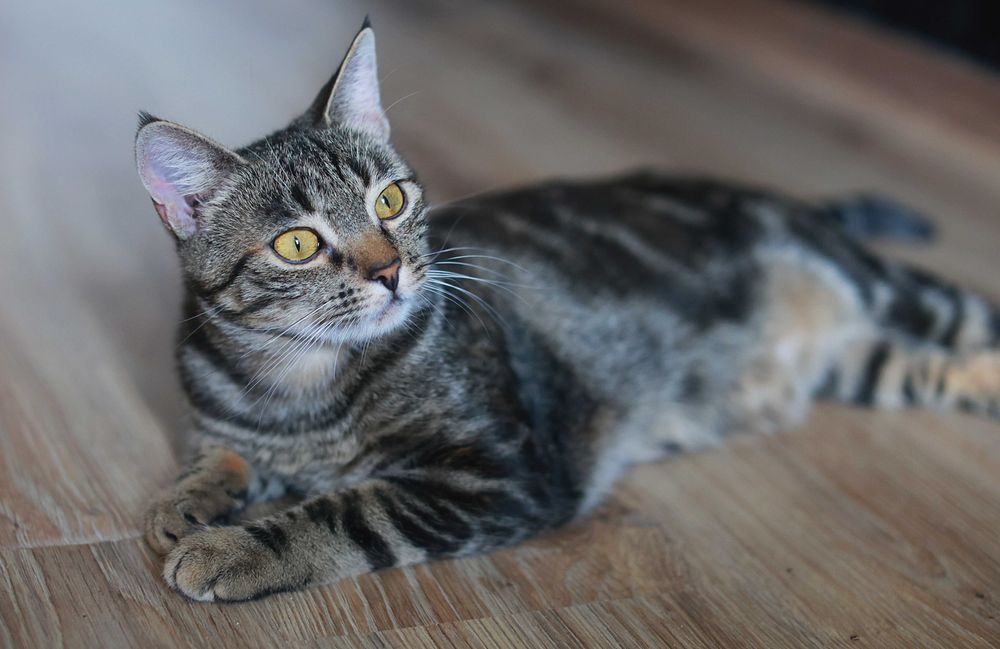 Najpiękniejsza Buraska Mia czeka na swój dom.