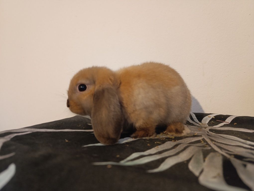 Mini Lop Baranek miniaturowy