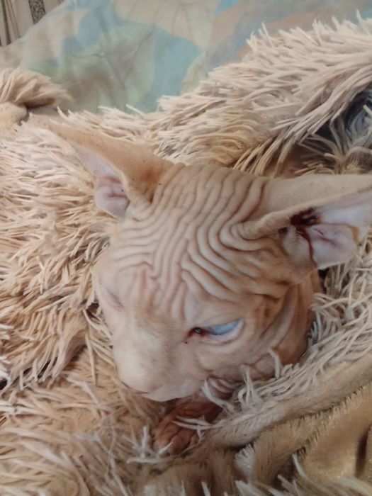 Канадский сфинкс