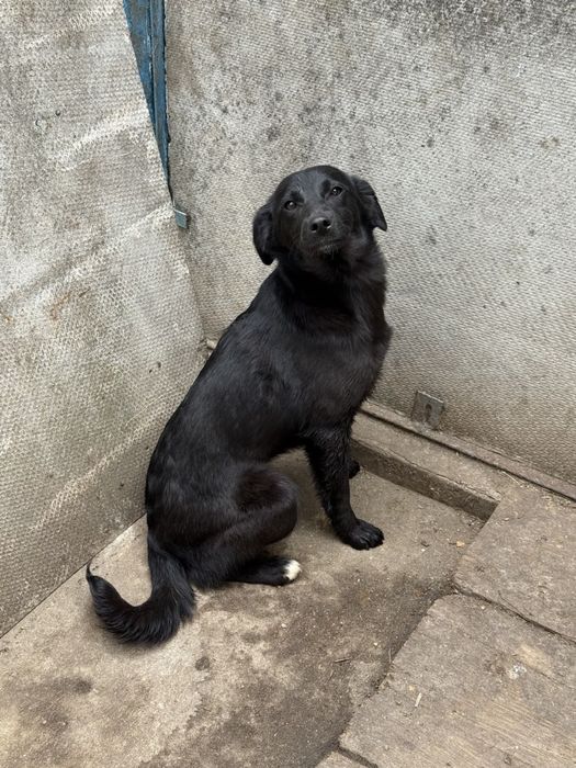 Віддамо песика безкоштовно