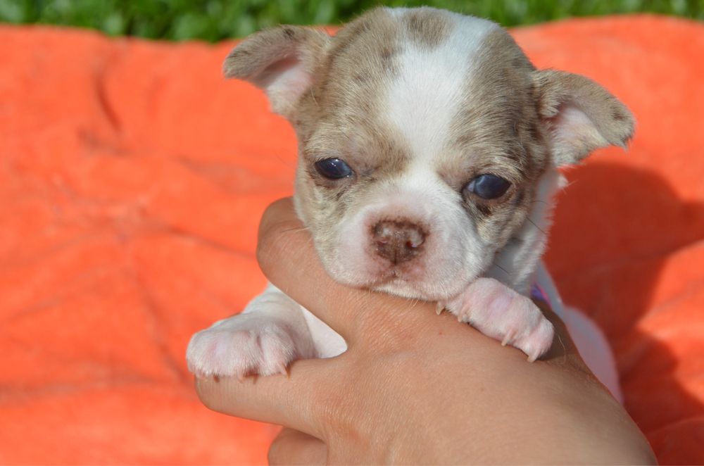 Chihuahua pelo curto merle macho
