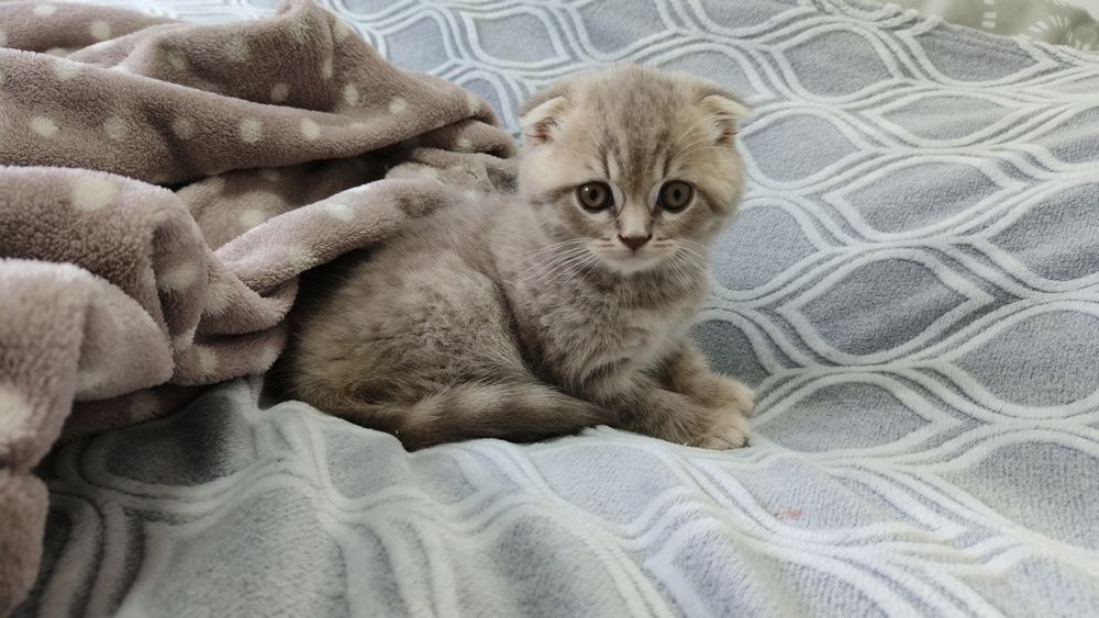 Kocięta Szkocki Fold.  Kocurek. Rodowód