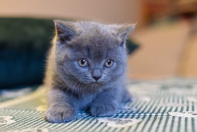 Kocurek niebieski  - legalna, rodzinna  hodowla Kotów Brytyjskich