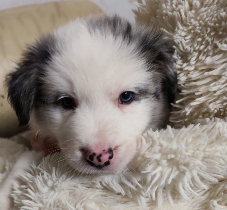 Border collie blue merle pies niebieskie oczy rodowód