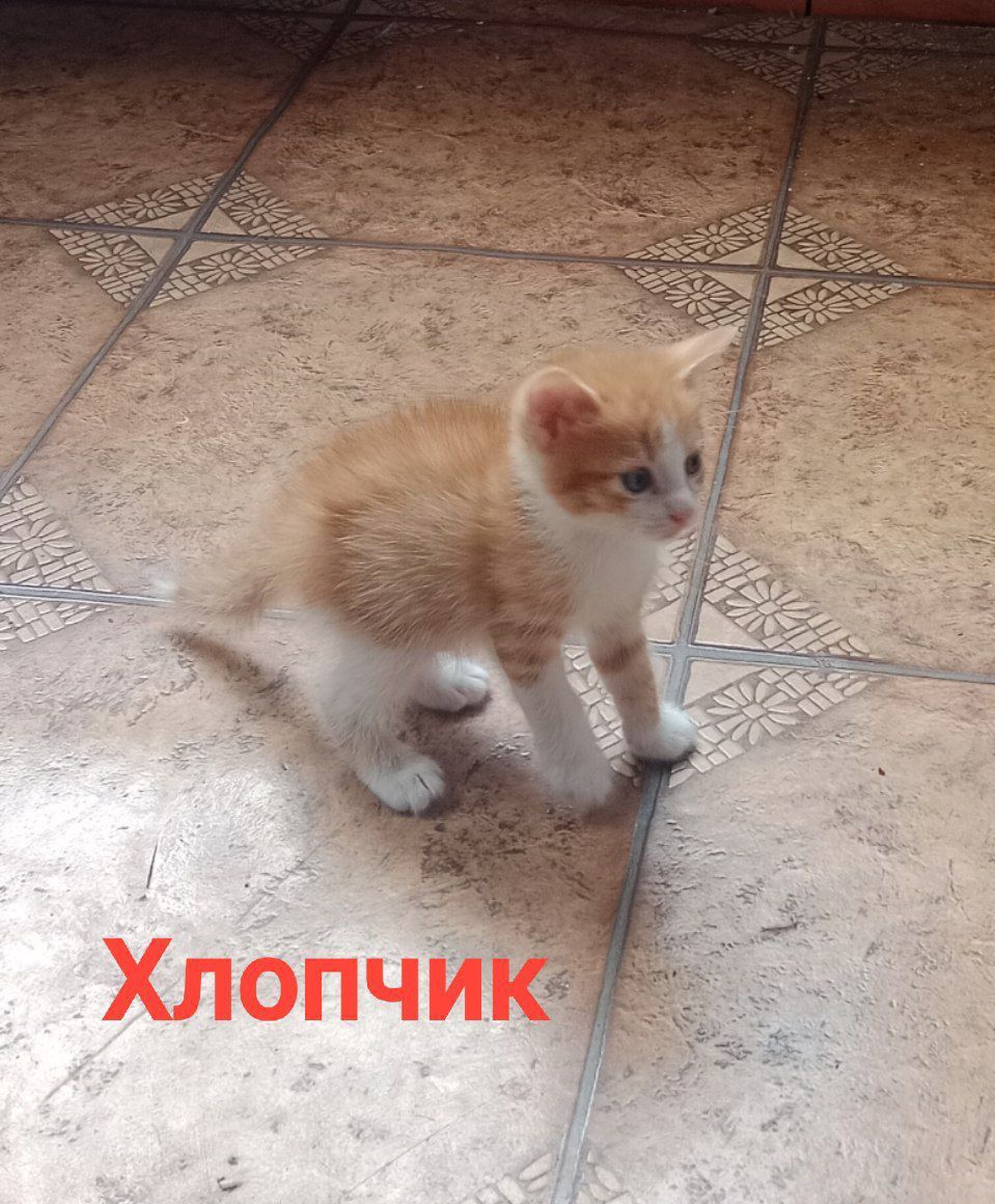 Кошенятка шукають свій дім
Викидають та топлять тільки живодери.
!!БЕЗ