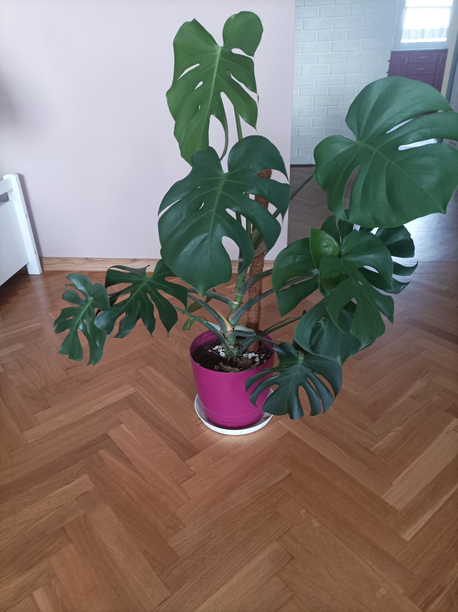 Monstera kwiat doniczkowy