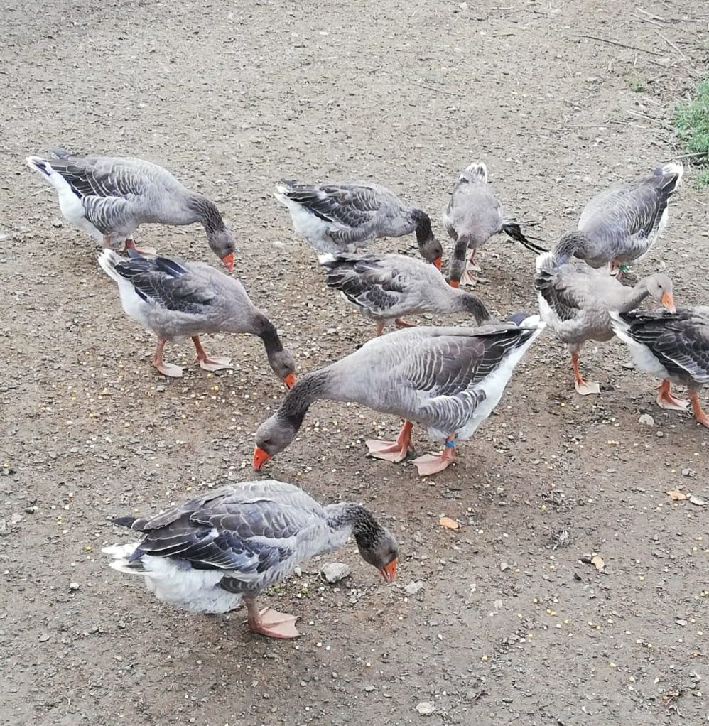 Gansos de Toulouse (1macho+3femeas)