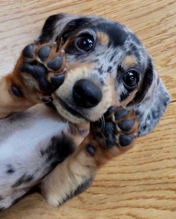 Мерле таксинята  продаються