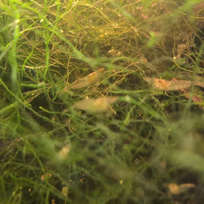 (PROMOÇÃO) Camarões Neocaridina Wild