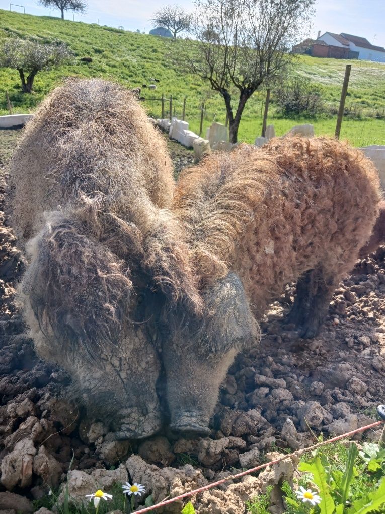 Porco ovelha Mangalitsa