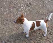 Jack Russell Terrier