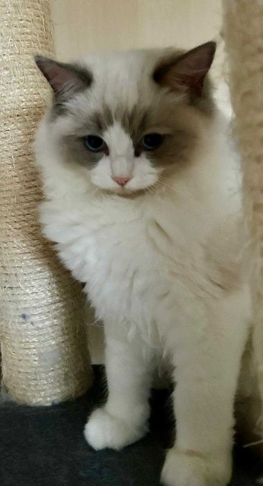 Uroczy kocurek Irwin rasy Ragdoll