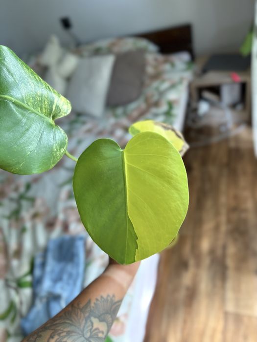 Monstera NOID (Yellow Marilyn/Lemon Lime)