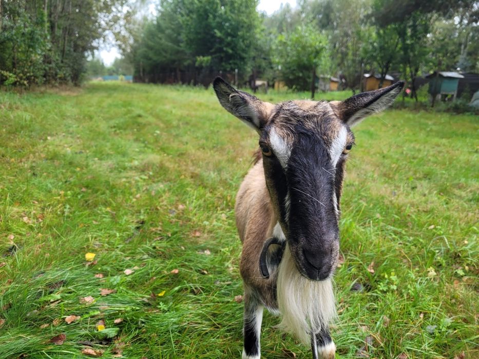 Sprzedam koze wydokomleczna koza