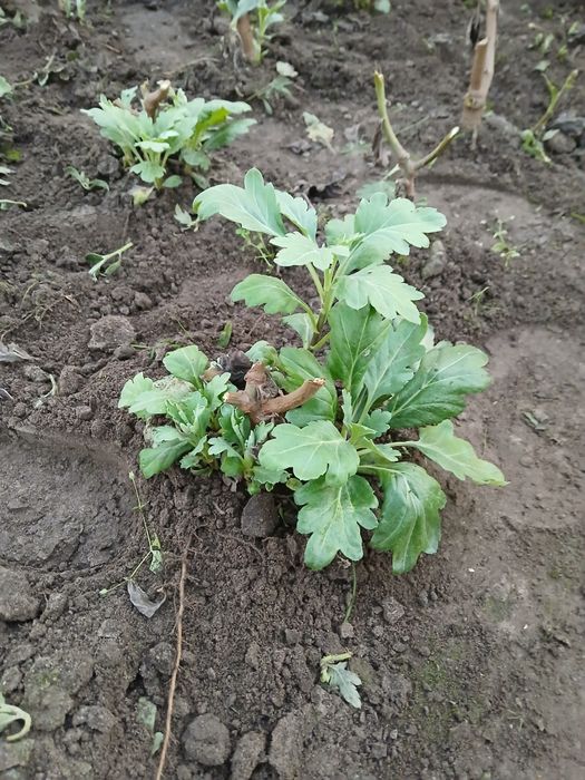 Маточне коріння хризантем