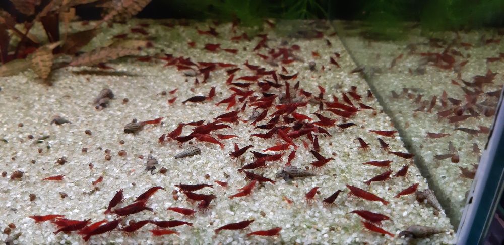 Krewetki Bloody Mary Warszawa metro Racławicka super jakość!