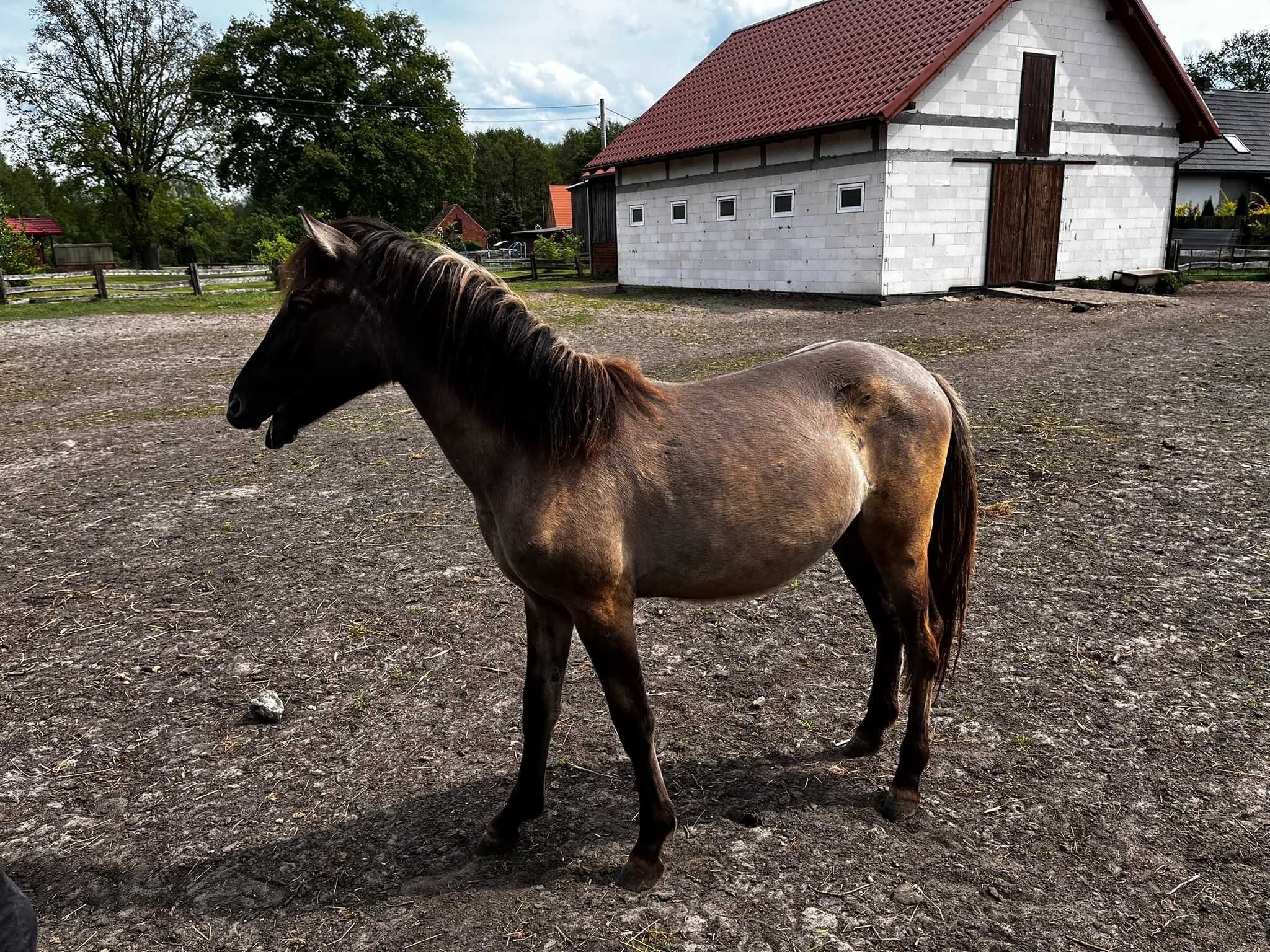 Konik polski | Ogier