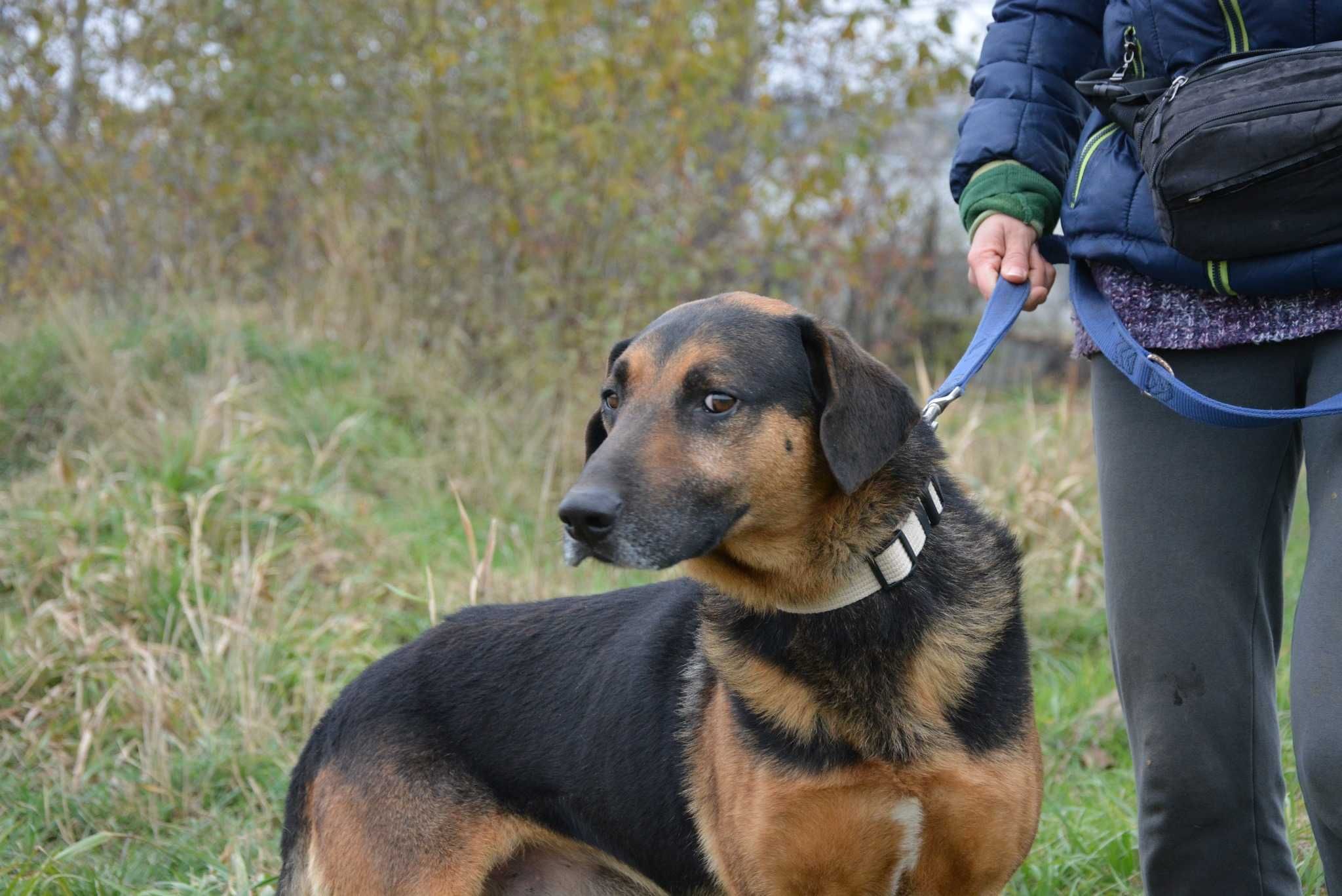 Szefunio - psistojniak, dumny psiak o smutnych oczach do adopcji