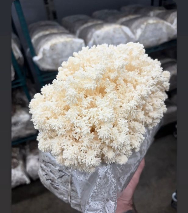 Блок для вирощування Герицій