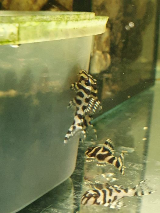 Zbrojnik L333 select