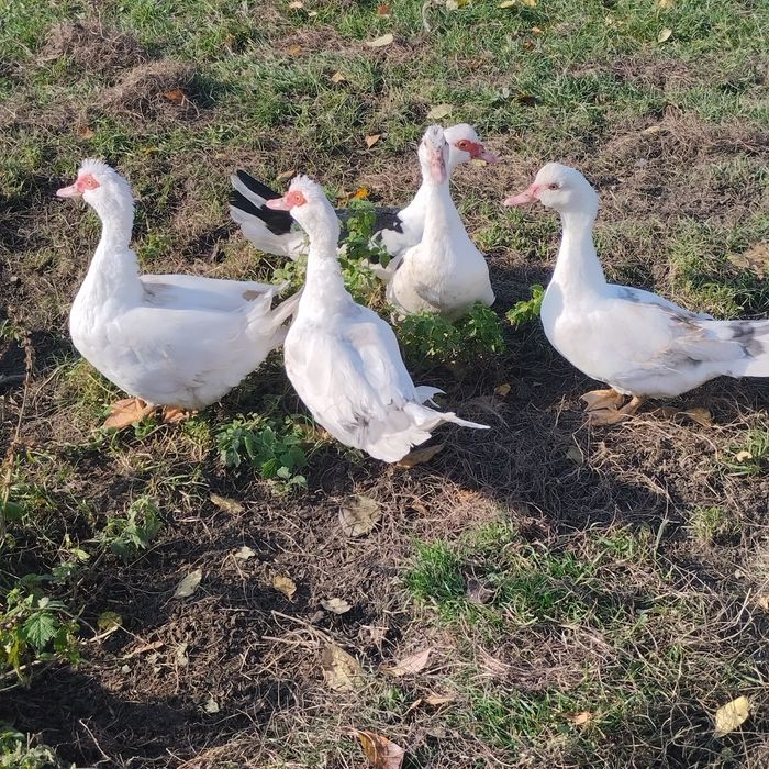 Sprzedam młode kaczki