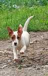 Suczka Jack Russell Terrier