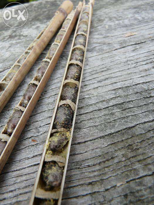 Pszczoła Murarka ogrodowa, kokony