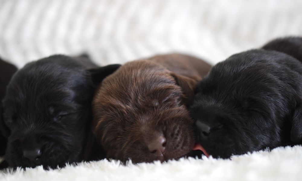 Cudowny szczeniak Labrador Retriever FCI
