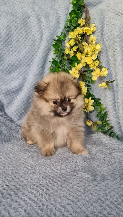 Estupenda mini Lulu da Pomerânia / Spitz Alemão Anão de Qualidade