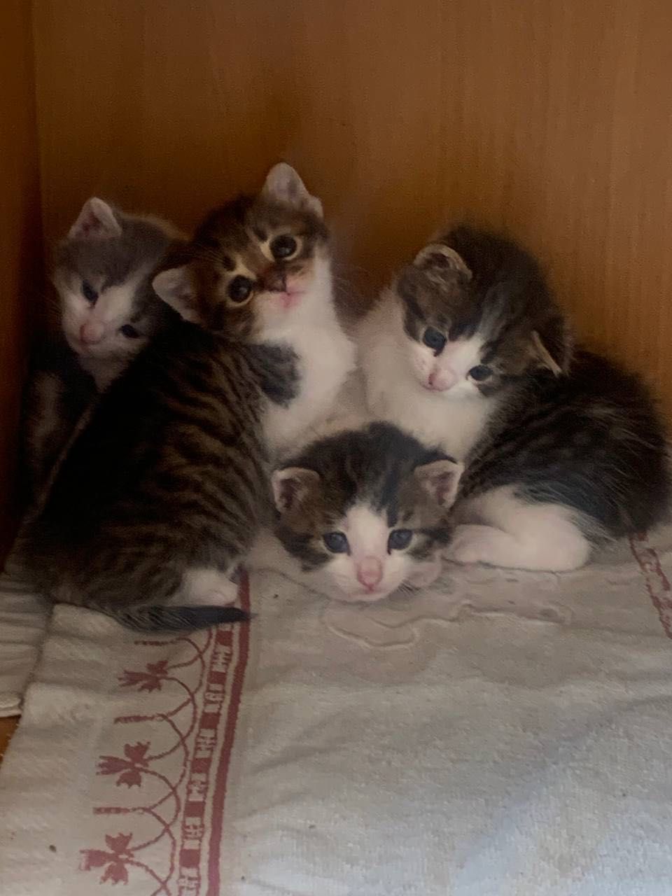 Віддам в добрі руки котенят