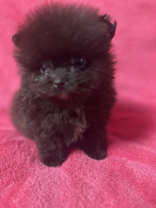 Померанчик хлопчик