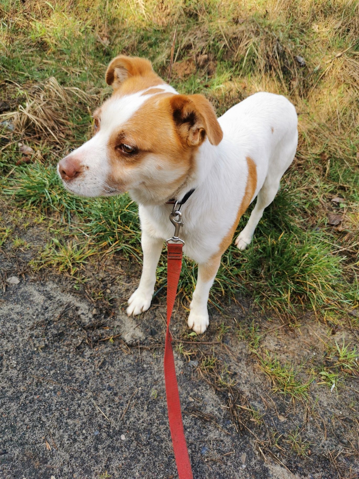 KODI młody spokojny piesek poleca się do adopcji