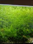 20 plantas de aquário (naja Guadalupensis)