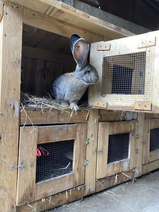 Klatki dla królików