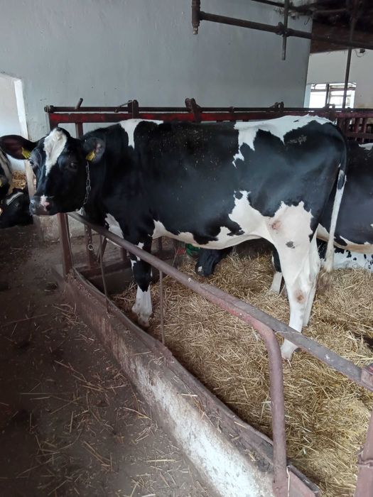 Jałówki wysokocielne hodowlane 3 sztuki