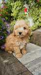 Cudowny piesek cockapoo Cocker spaniel & pudel miniaturowy