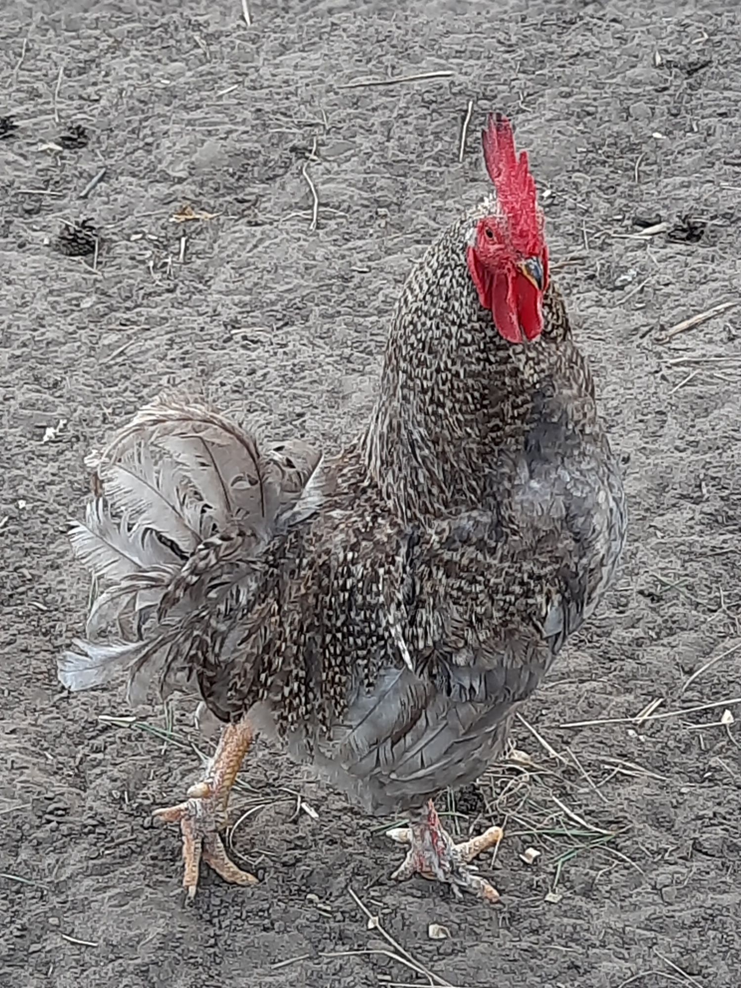 Sprzedam koguty rasy Rhode Island Red i rasy Mechelner
