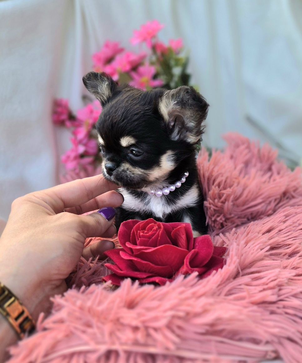 Śliczny Piesek Chihuahua XS!