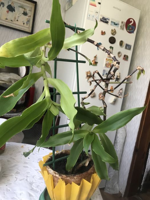 Комнатный лечебный цветок Золотой ус