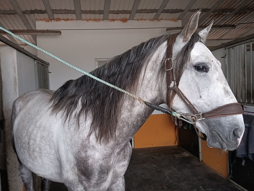 Puro Sangue Lusitano inteiro