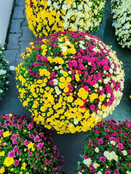 Chryzantemy drobnokwiatowe sprzedaż hurtowa i detaliczna