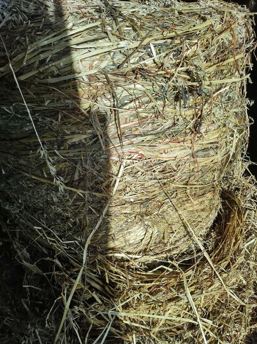 Sianokiszonka z owsa sucha idealna dla koni