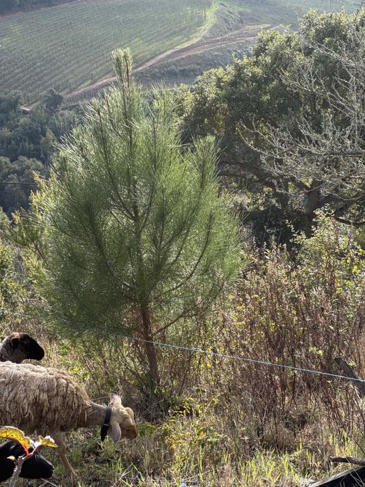 Pinheiro natal - 2m natural