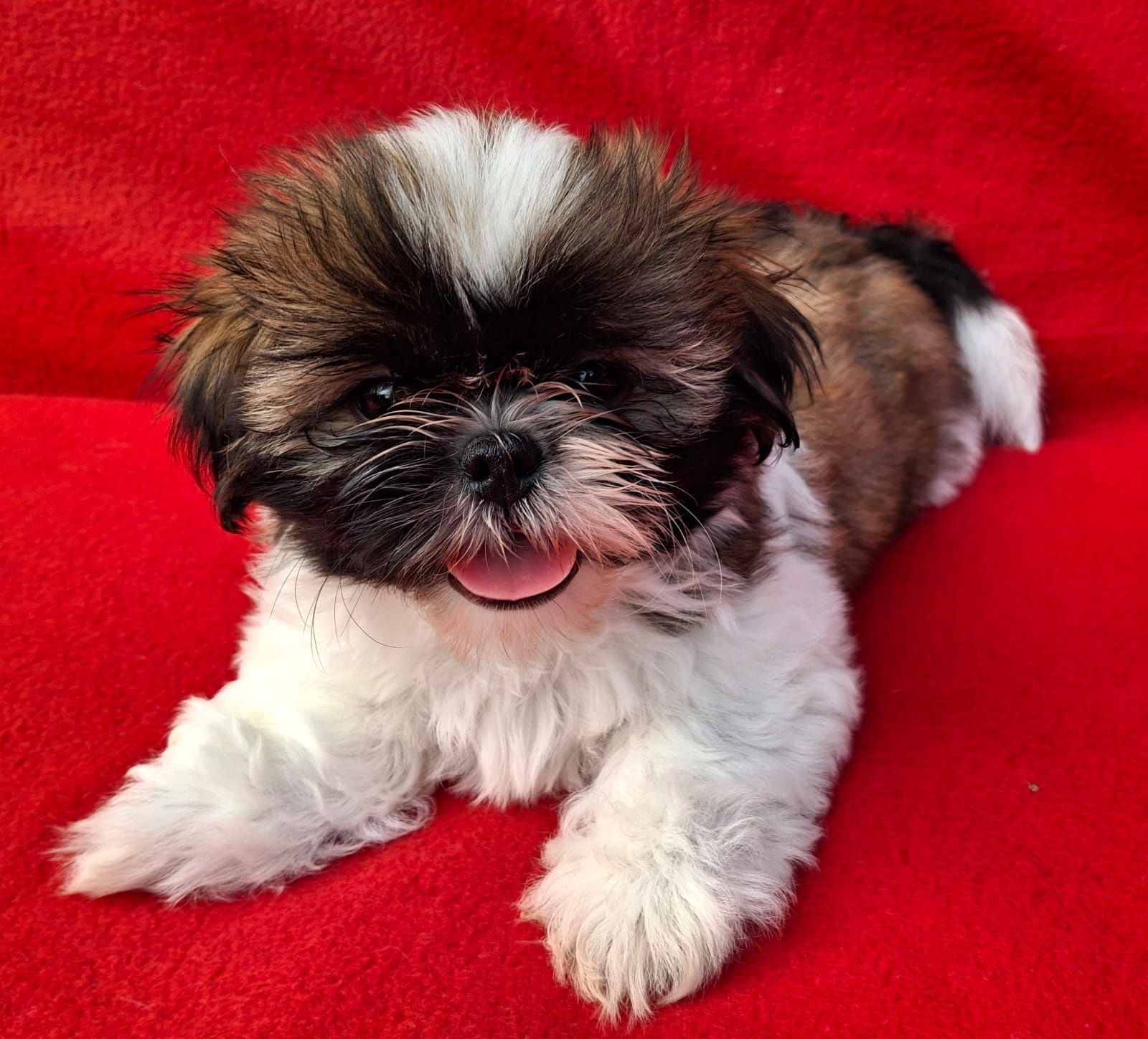 Piesek Shih-Tzu Gotowy do odbioru