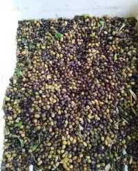 Медонос акация желтая семена для посадки. Карагана 100 грам