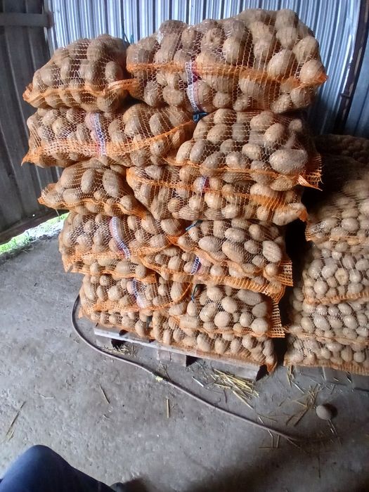 Sprzedam ziemniaki Lord Lily  belarosa  jurek  jadalne detal