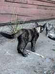 Котенок 3 месяца девочка ищет дом