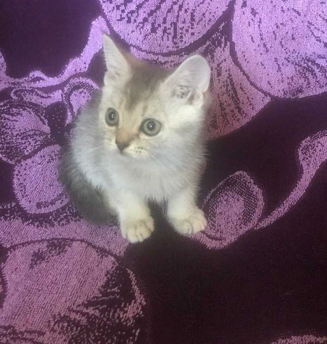 Внимание! Самая умная и гиперласковая шотландская девочка